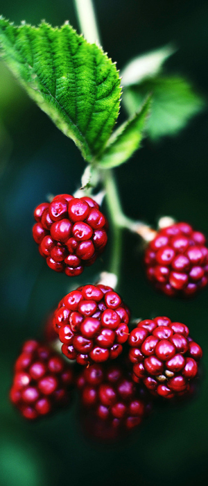 优势的原料来源