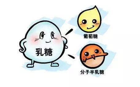 乳糖酶和DHA的作用是什么？