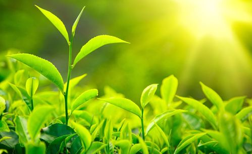 放这些可以改善办公室环境